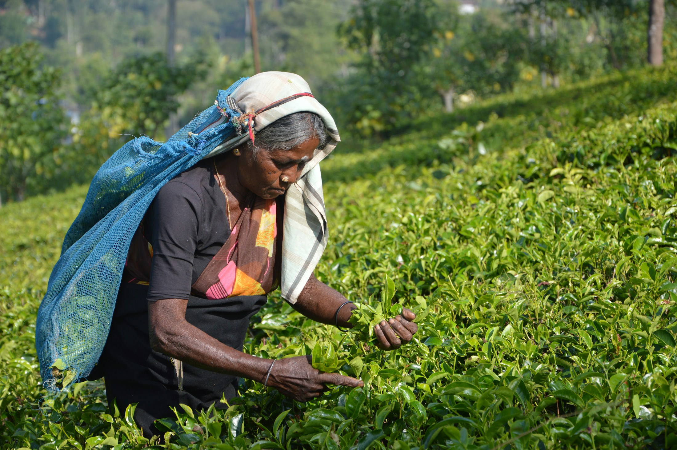 A tea picker moving through a Sri Lankan tea estate