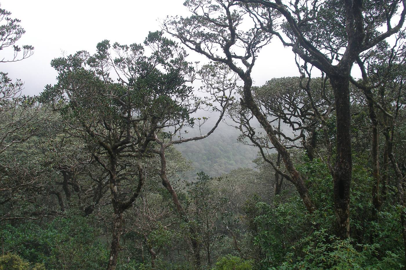 Adam's Peak — photo 4