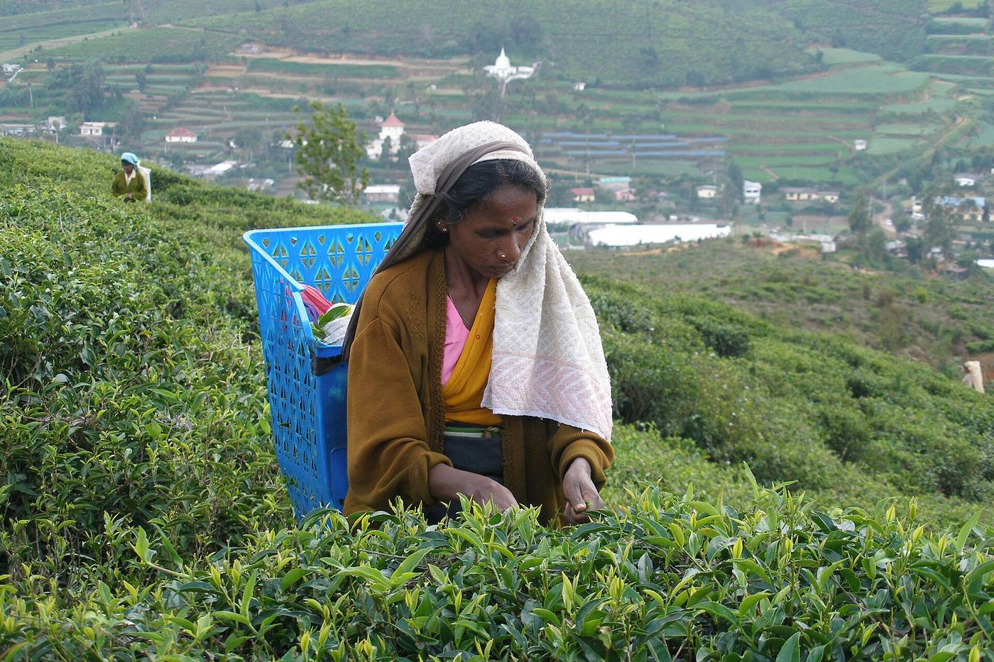 Nuwara Eliya — photo 3