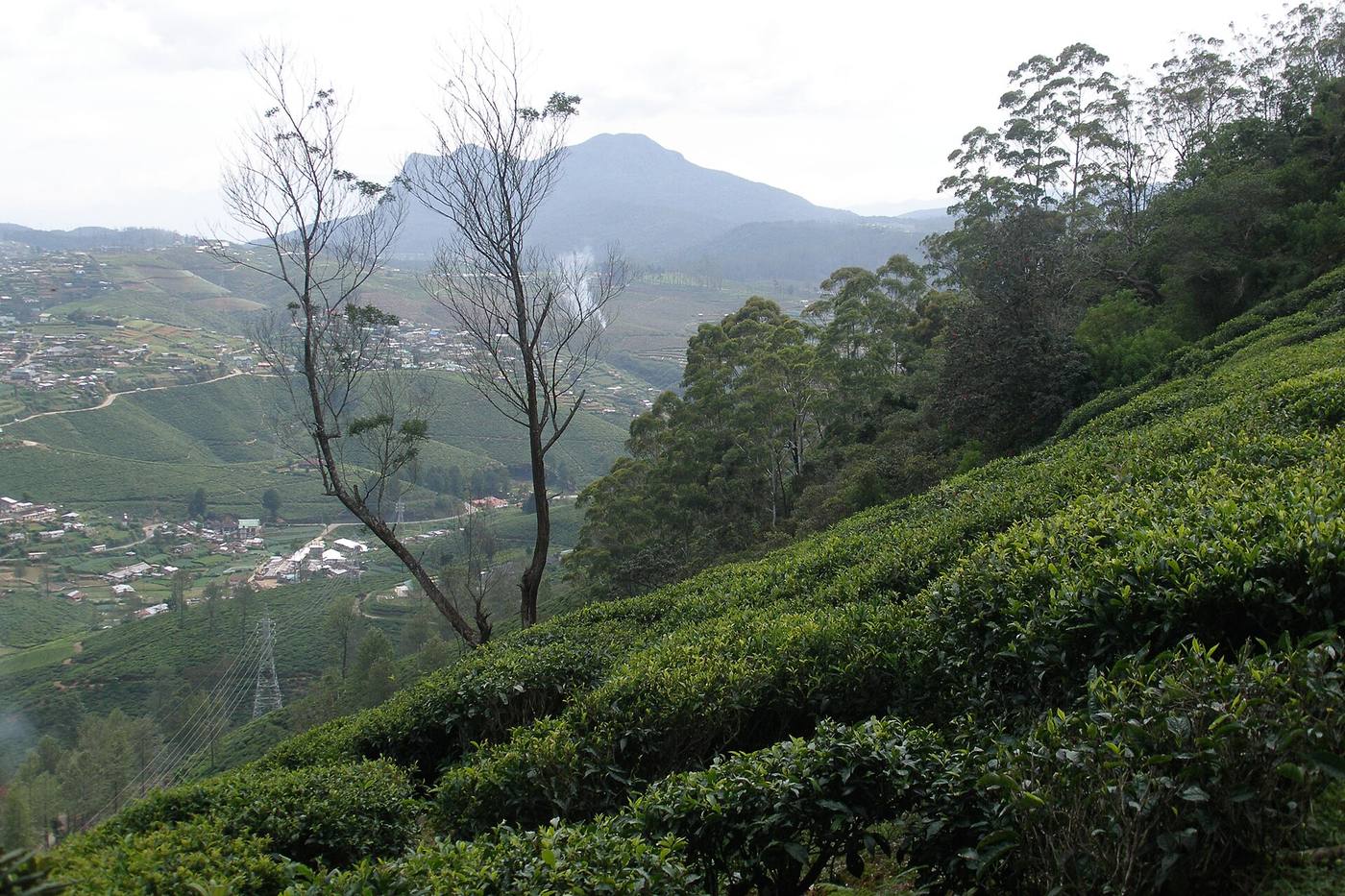 Nuwara Eliya — photo 4