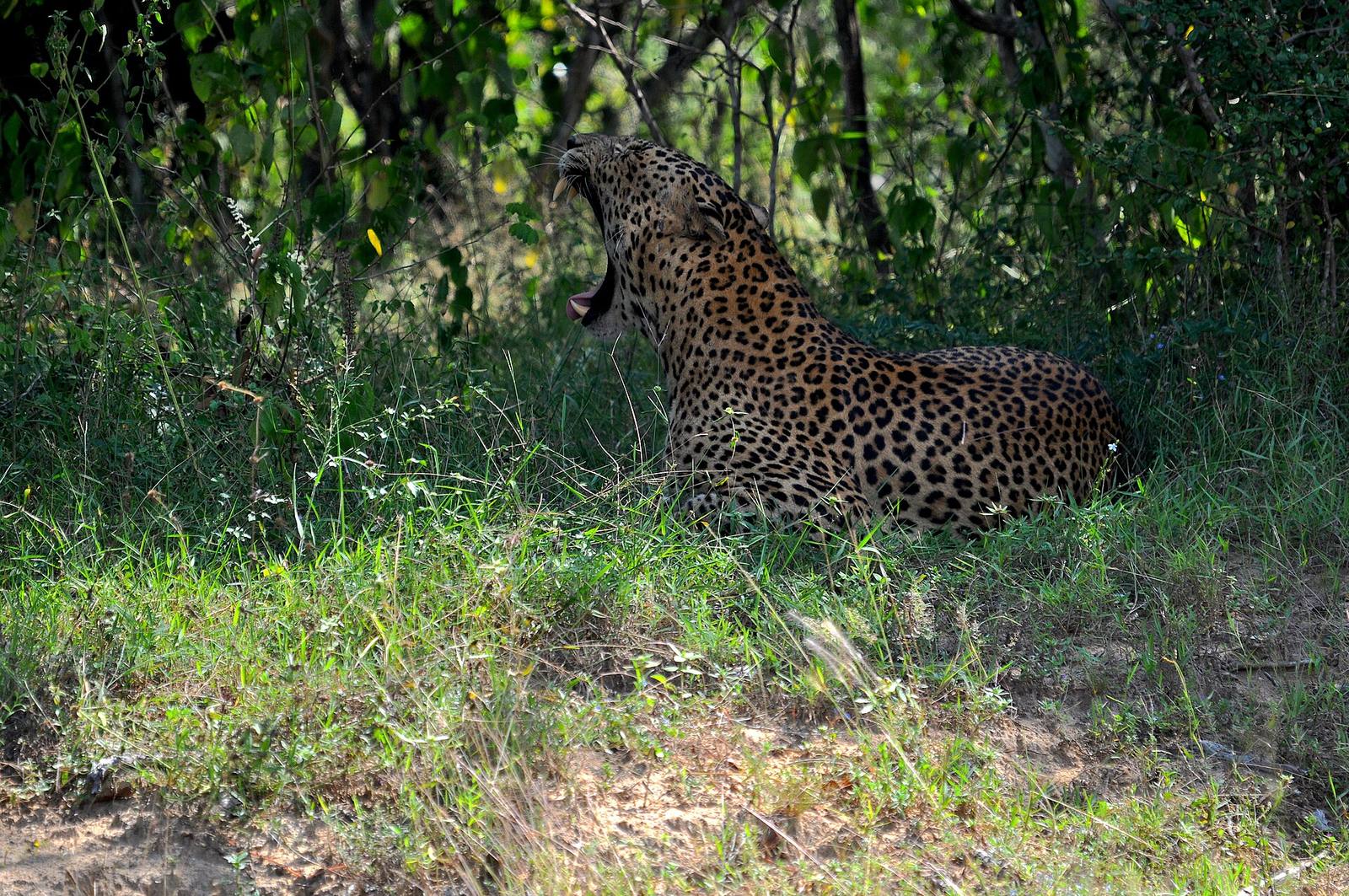Yala in Sri Lanka