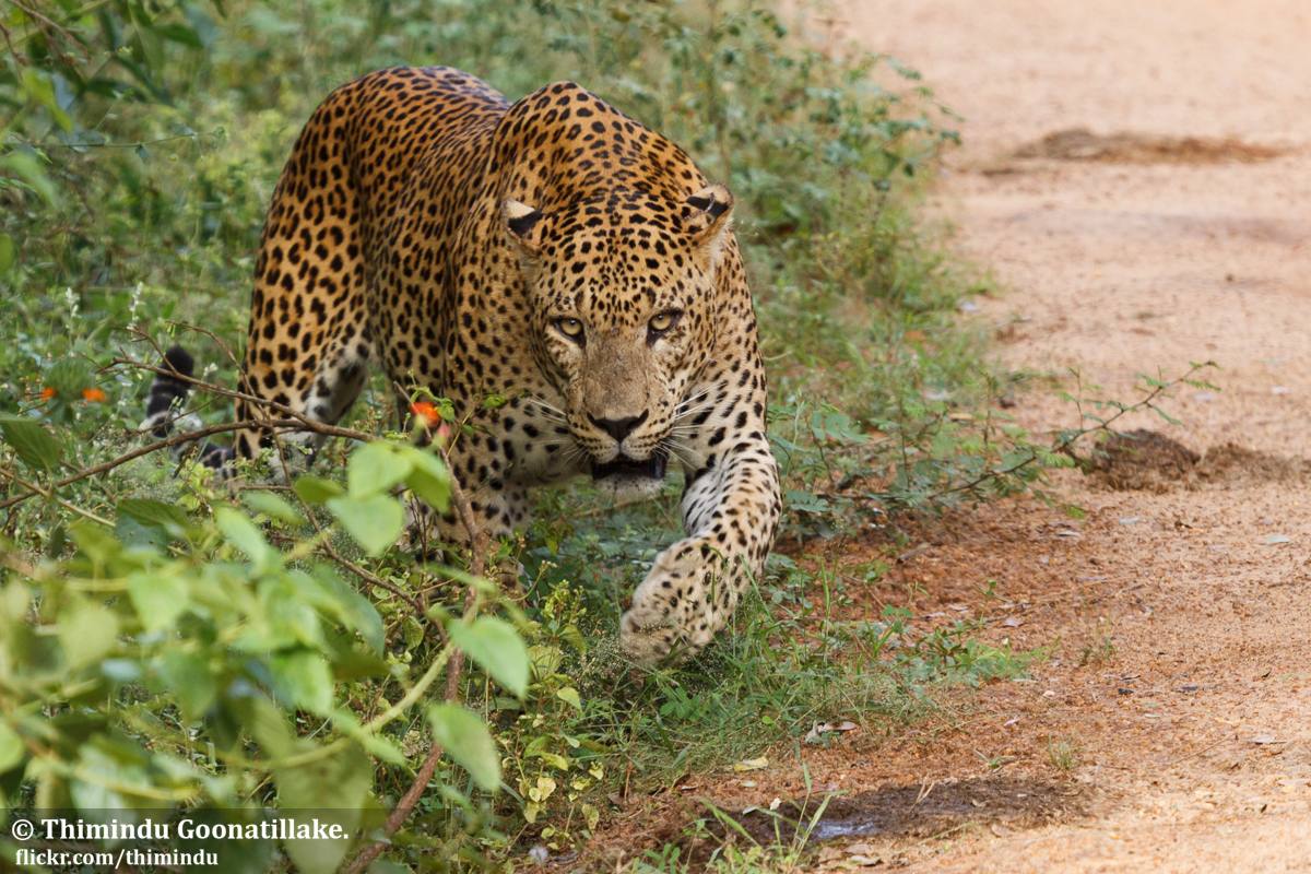 Yala — photo 2