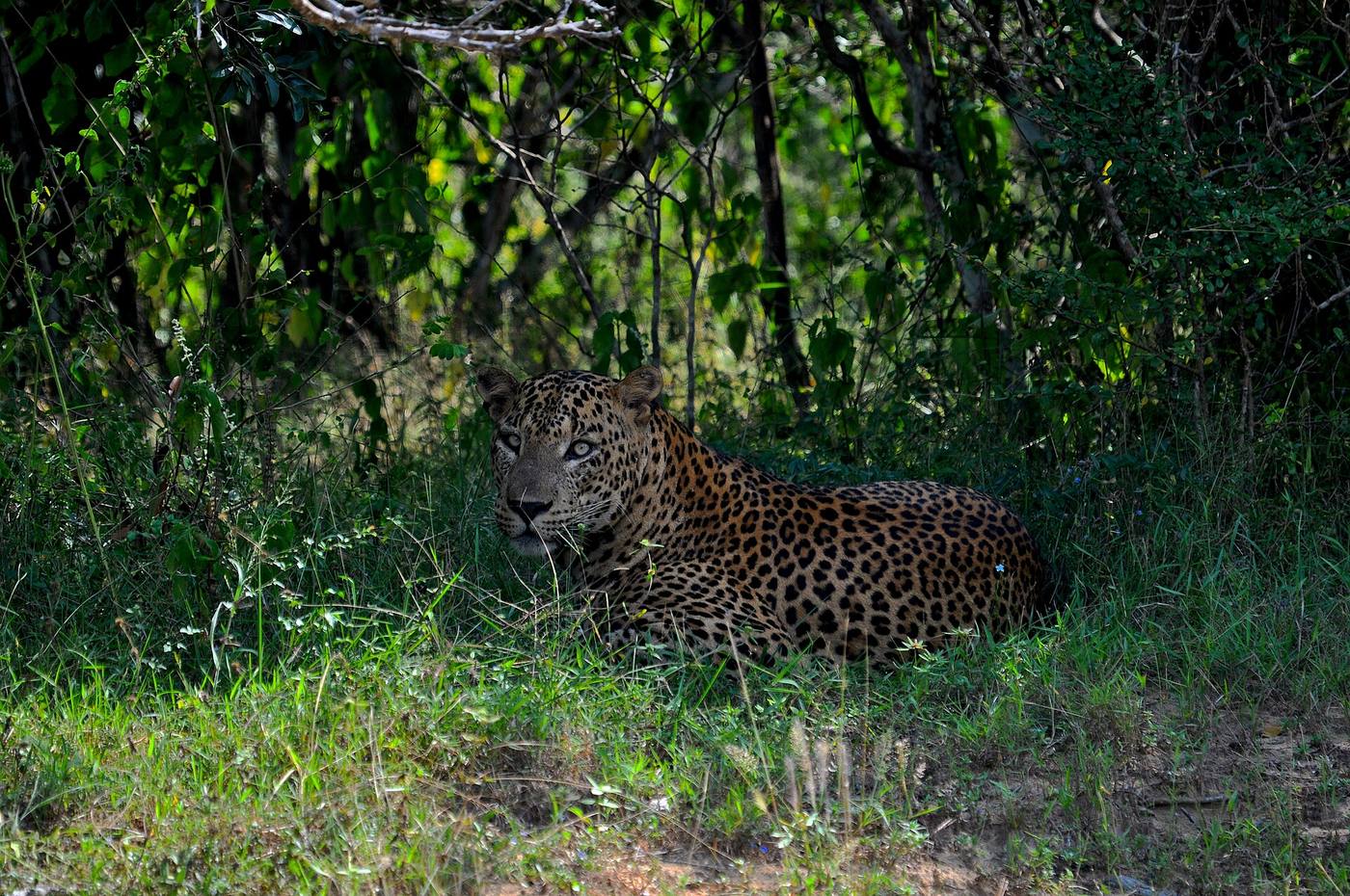 Yala — photo 3